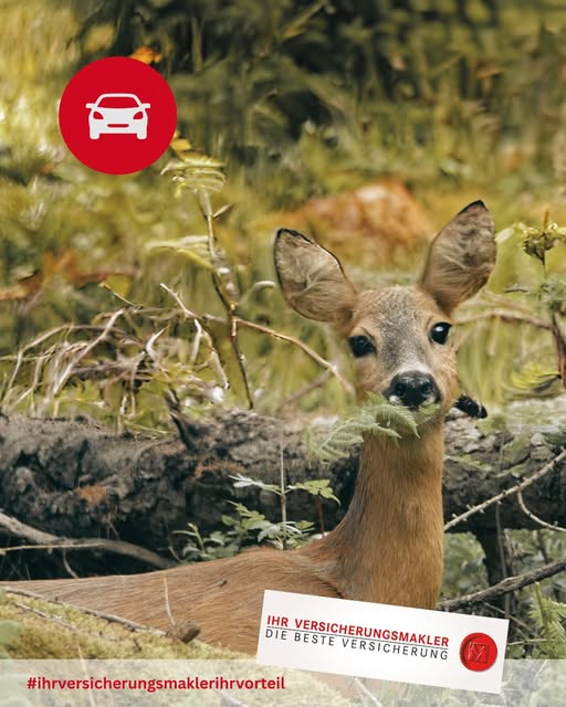 Achtung Wildwechsel!